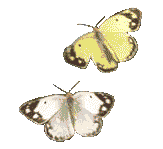 A floating psychedelic GIF.